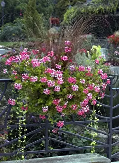 Geranium Prints: Town floral display - tasteful mix of Geranium & grasses - September Loire, France