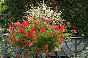 Geranium Prints: Town floral display of trailing geraniums & star shaped grasses - September Loire, France