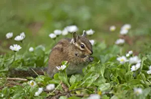 Chipmunks Prints: Townsend's Chipmunk Cape Mears, Oregon, USA MA000443 latin also Eutamias townsendii