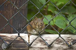Townsend's Chipmunk Cape Mears, Oregon, USA MA000447 latin also Eutamias townsendii