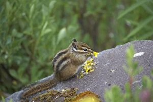 Townsends Chipmunk - eating flower