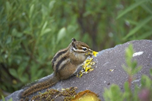 Images Dated 12th May 2006: Townsend's Chipmunk Mount Rainier National Park, Washington State