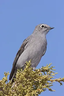 Townsend's Solitaire New Mexico in February