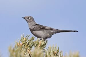 Images Dated 1st February 2008: Townsend's Solitaire New Mexico in February