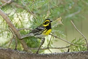 Images Dated 8th July 2008: Townsend's Warbler
