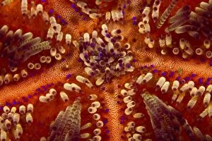 Toxic Sea Urchin