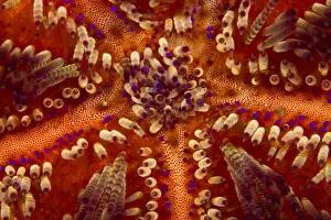 Marine Prints: Toxic Sea Urchin - Indonesia