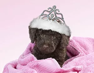 Images Dated 17th March 2020: Toy Goldendoodle Dog, wearing crown / tiara and wrapped in pink towels (10 weeks) Date: 15-Dec-12