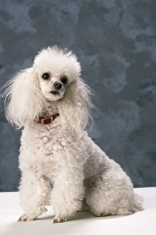 Images Dated 19th October 2007: Toy Poodle Dog