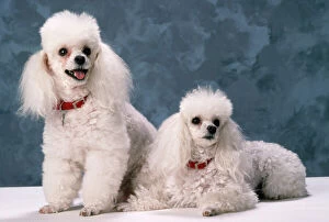 Poodle Collection: Toy Poodle Dog
