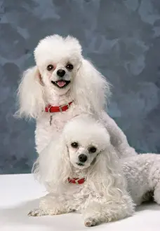 Happy Prints: Toy Poodle Dog