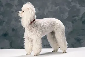 Toy Poodle Dog