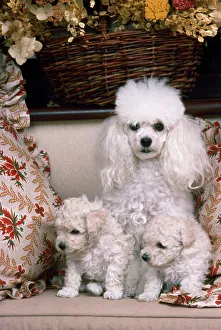 Toy Poodle Dog with puppies For sale as Framed Prints Photos