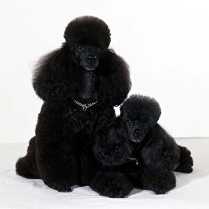 Poodle Collection: Toy Poodle Dog - with puppy