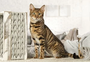 Images Dated 14th August 2018: Toyger cat indoors