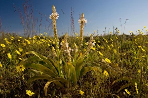 Images Dated 29th August 2007: Trachyandra falcata on Renosterveld (a shrubby vegetation type rich in bulbs)