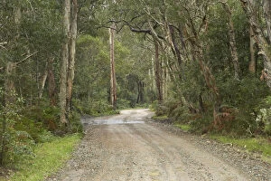 Eucalyptus Gallery: Track to Myall Lake, New South Wales, Australia