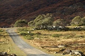 Track to Pretty Valley, Bogong Section, Alpine