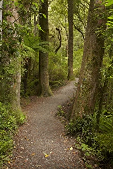 Images Dated 21st May 2012: Track to Purakaunui Falls, Catlins, South