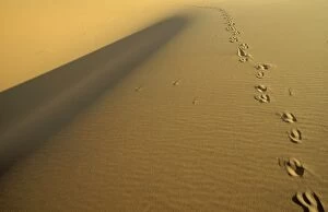 Tracks of a Gemsbok in the sand of the Namib Desert