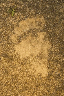 Tracks of a grizzly bear, Ursus arctos