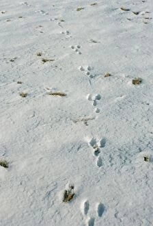 TRACKS - Rabbit tracks in snow