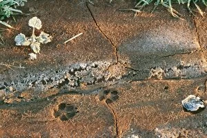 TRACKS - Red Fox tracks in frozen mud