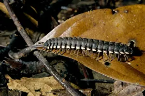 Millipede Prints: Tractor millipede is typical on lowland rainforest floor on Kinabatangan river floodplain; Sabah