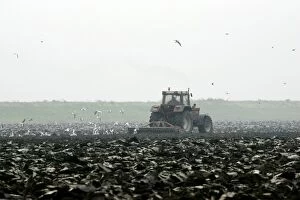 Tractor - ploughing field - Gulls following