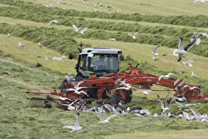 Harvests Prints: Tractor raking grass for silage harvesting - Orkney Mainland LA005334