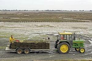 Tractor and trailer with oysters at low tide