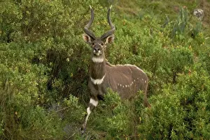 Tragelaphus buxtoni