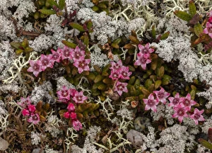 Bare Gallery: Trailing Azalea, Loiseleuria procumbens in flower amongst lichens in arctic tundra.  Date: 15-Apr-19