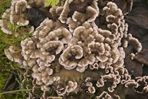 Trametes mushroom