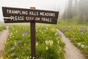Images Dated 8th August 2009: No trampling sign among alpine wildflowers around Tipsoo Lake, Chinook Pass, in the mist