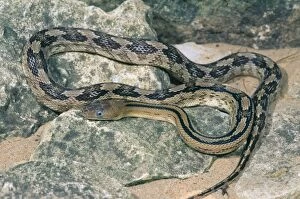 Images Dated 16th June 2008: Trans-Pecos Ratsnake - Texas and Northern Mexico