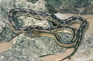 Trans-Pecos Ratsnake - Texas and Northern Mexico