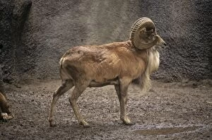 Transcaspian Mouflon / Urial Sheep