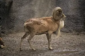 Mouflons Prints: Transcaspian Mouflon/Urial Sheep