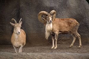 Images Dated 25th June 2007: Transcaspian Urial WIld Sheep - female & male North Iran to South Russia