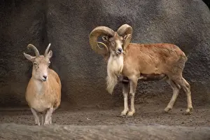 Transcaspian Urial WIld Sheep - female & male North Iran to South Russia