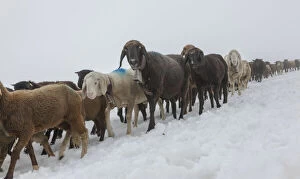 Farmer Gallery: Transhumance, the great sheep trek across