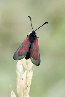 Transparent burnet - Top view with wings partly open