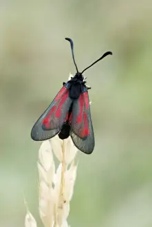 Transparent Prints: Transparent burnet Top view with wings partly open Aggtelek National Park Hungary