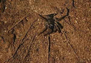 Images Dated 6th December 2005: Trap-door Spider - in cave Malaysia