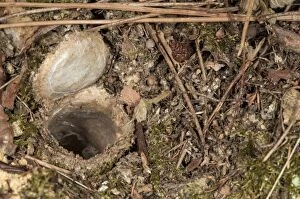 Cteniza Gallery: Trapdoor Spider burrow