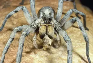 Grasshoppers Prints: Trapdoor Spider - eating prey (Grasshopper)