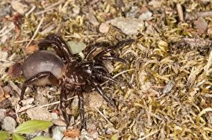 Cteniza Gallery: Trapdoor Spider female