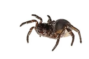 Trapdoor Spider female on white background
