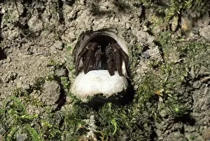 Trapdoor Spider ready to pounce on passing prey, a trapdoor spider sits at its burrow entrance. By day the spider withdraws into its den built into a bank and closes the hinged door. Not all trapdoor spiders construct doors for their burrows